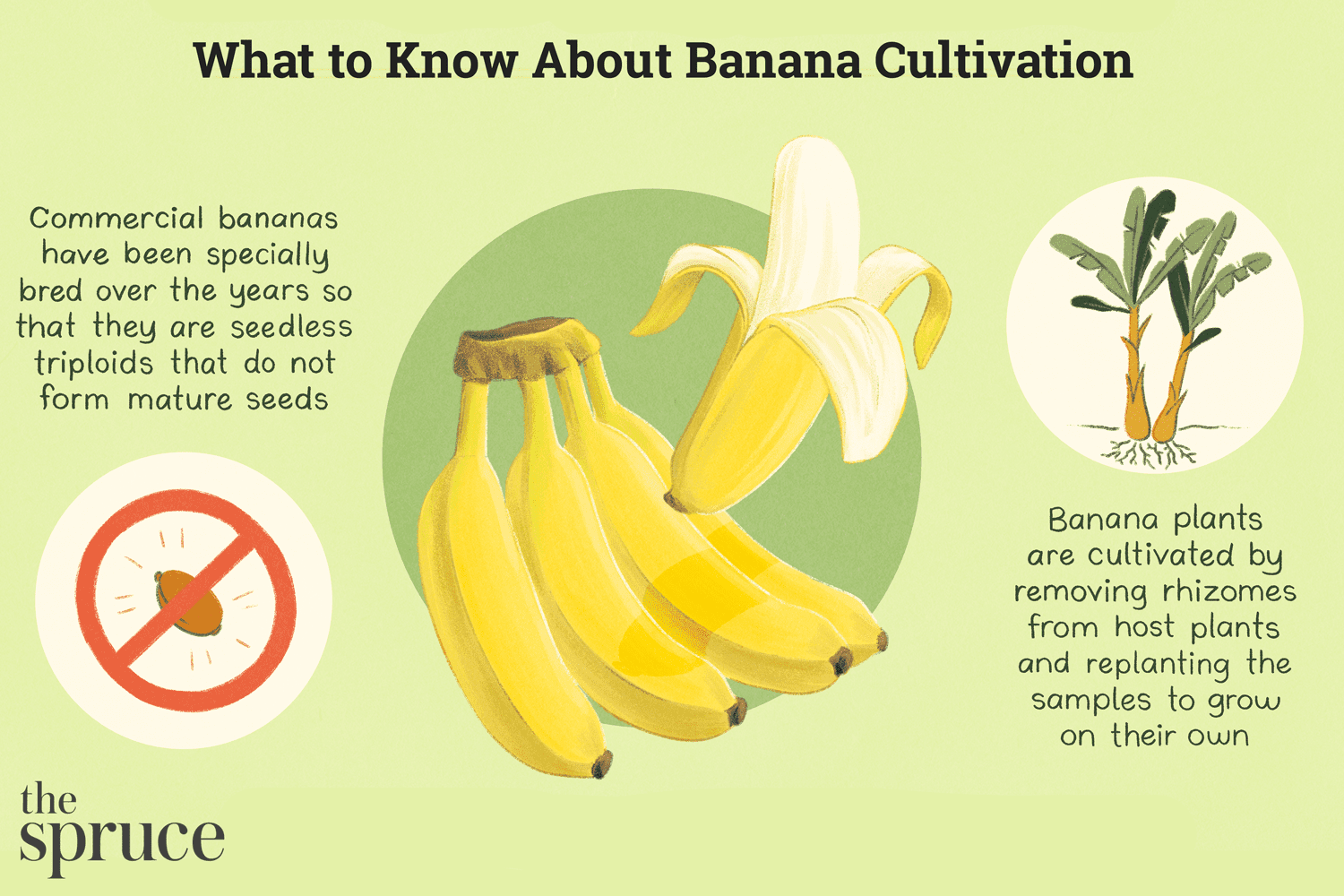 Lo que hay que saber sobre el cultivo del plátano