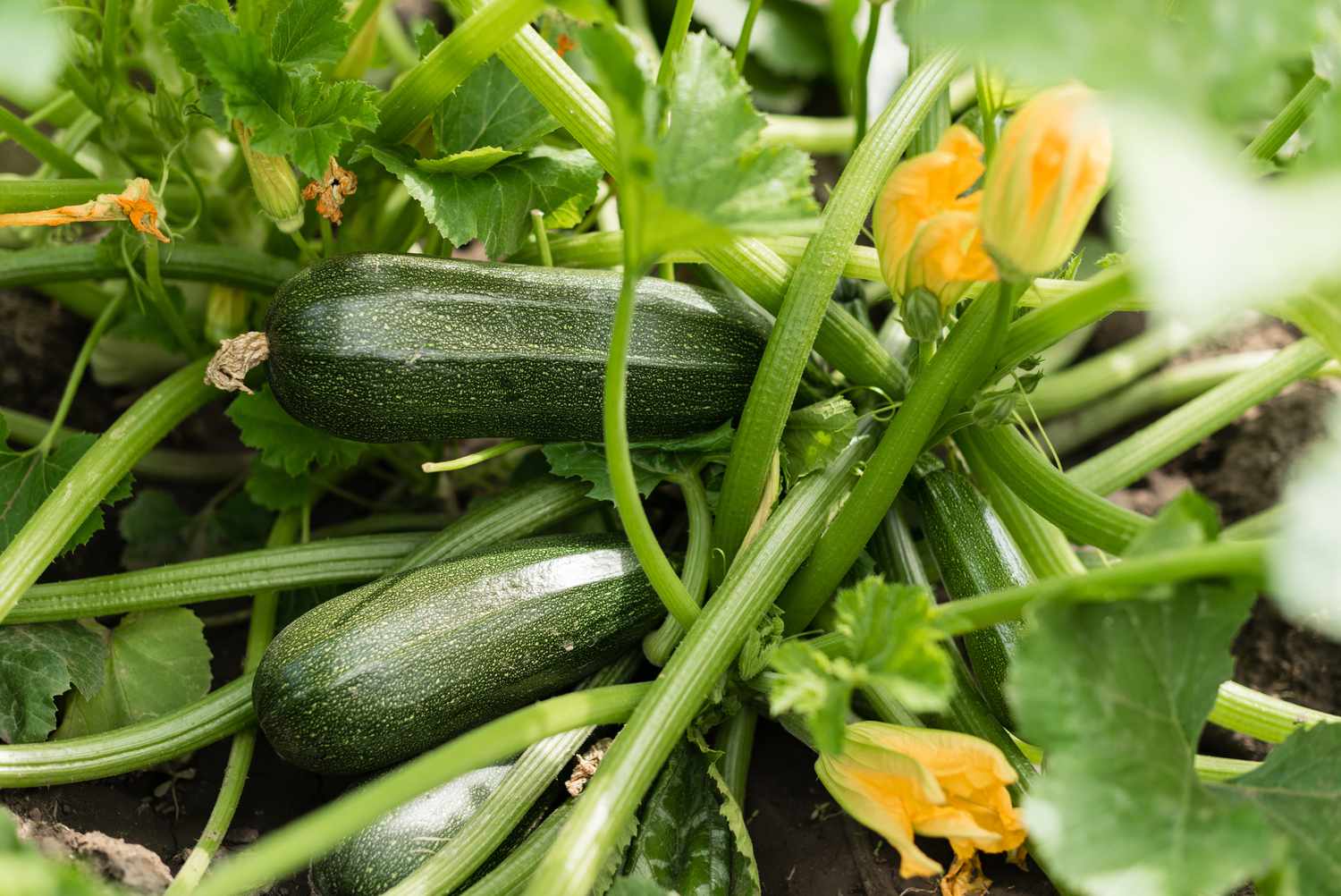 Comment autopolliniser les plants de courges