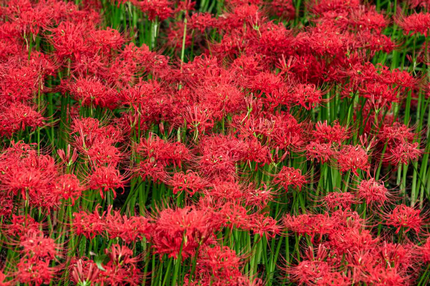 Plantas de lírio-aranha vermelho agrupadas com hastes altas e umbelas vermelhas brilhantes no topo 