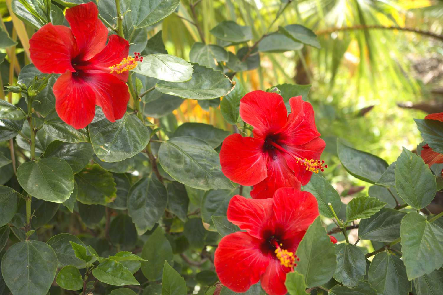 Hibiscus Flowers