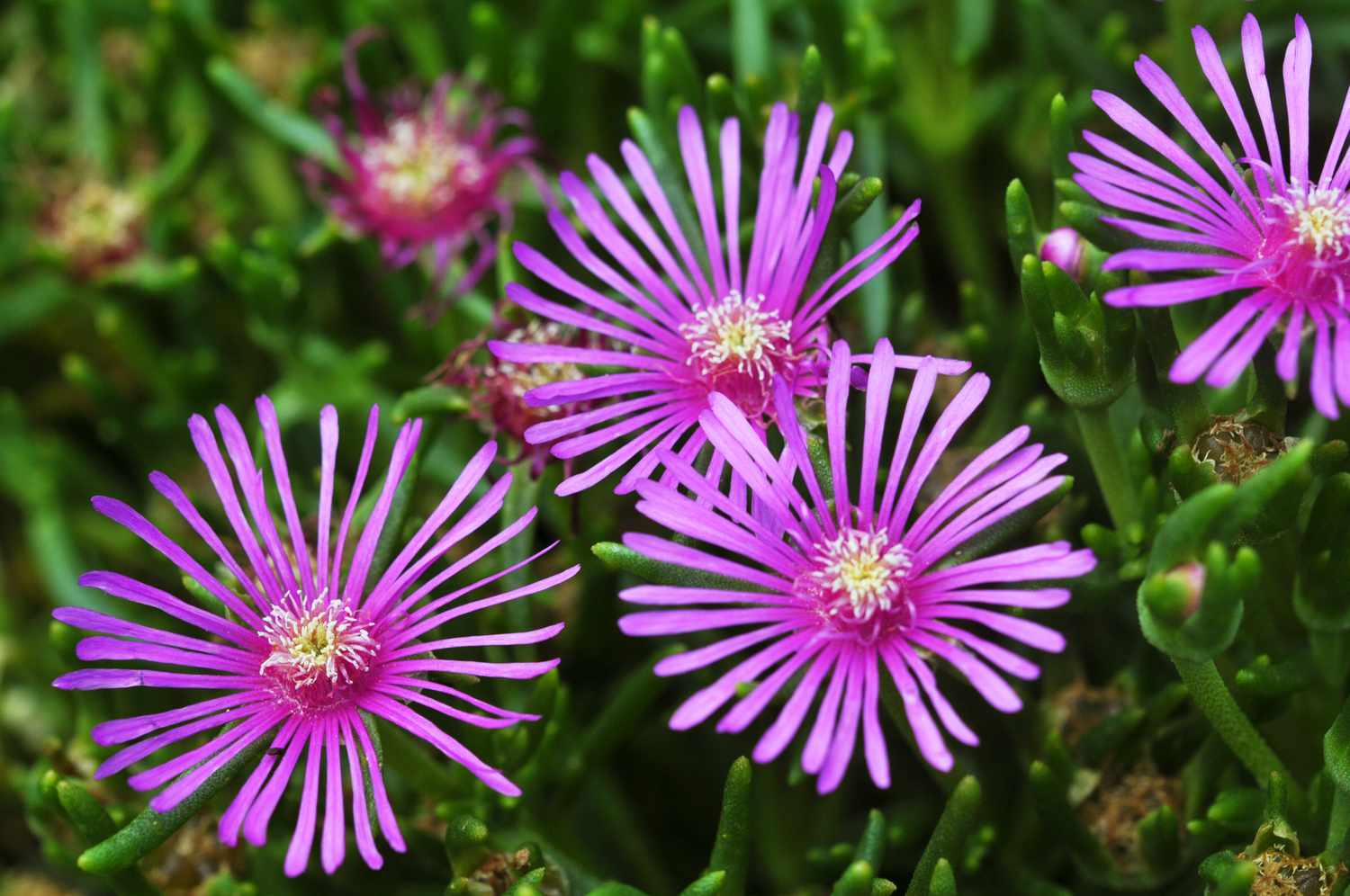 purple ice plant