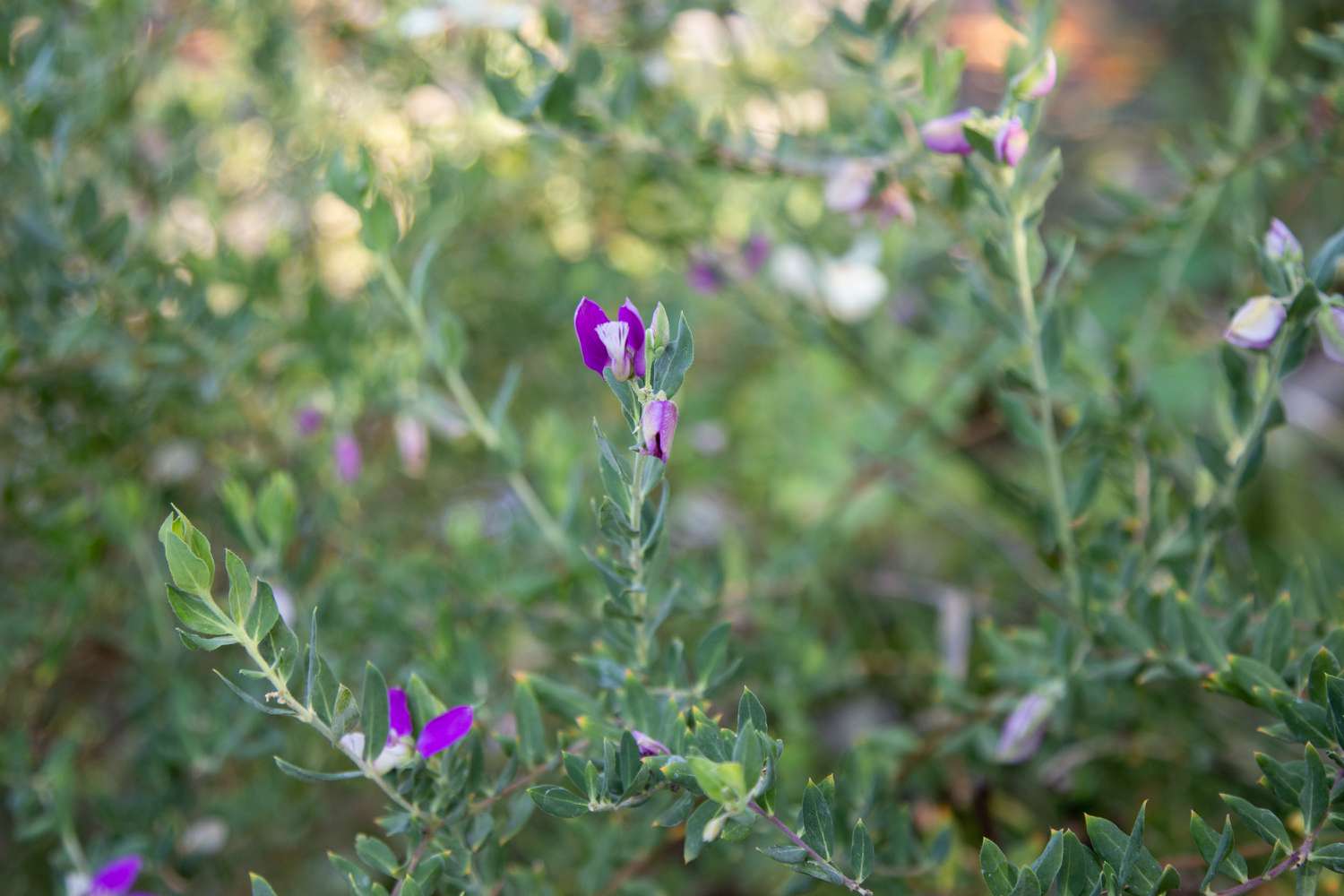 Platterbsenstrauch mit langgestreckten Zweigen und lila-weißen Blüten 