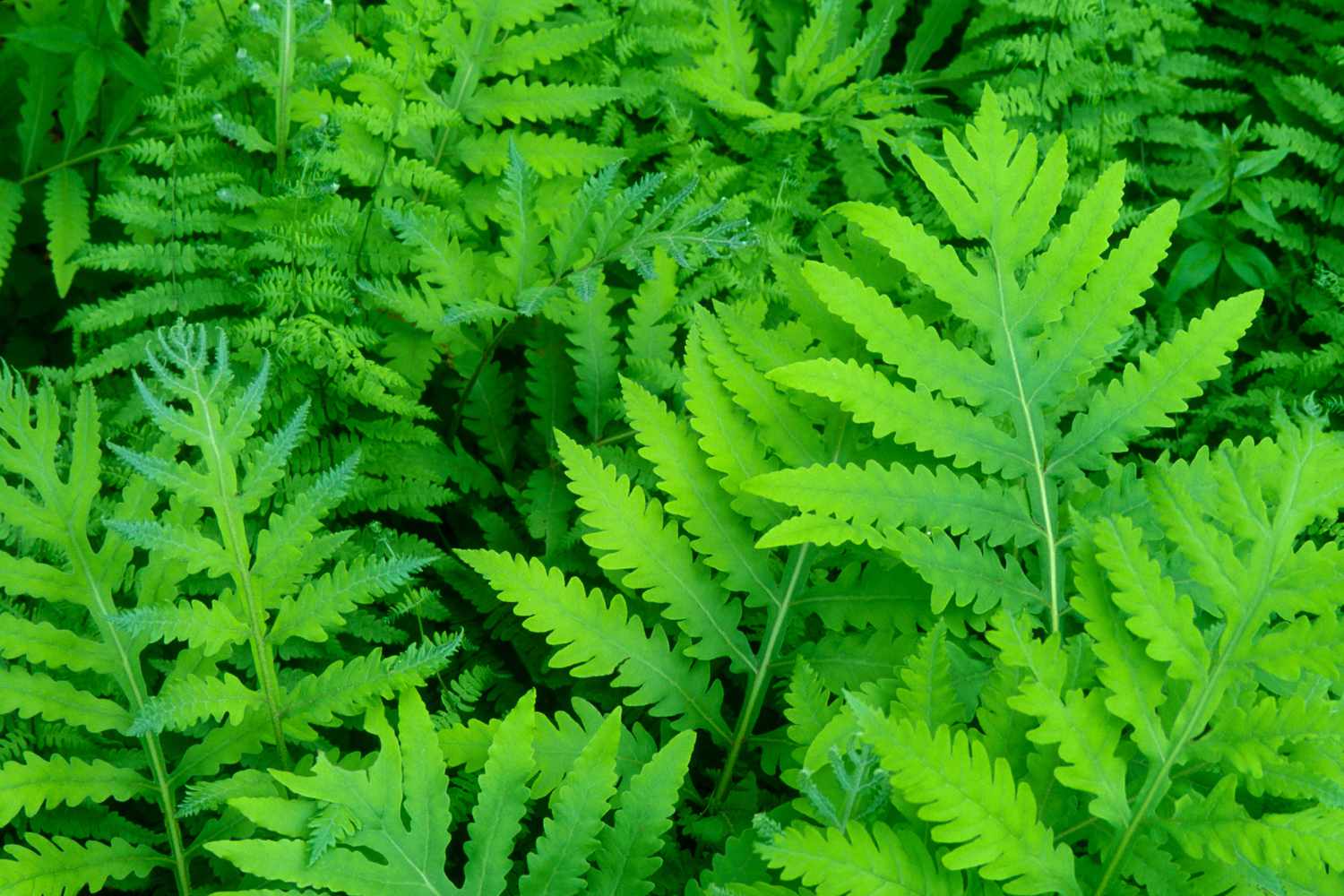 Spring sensitive fern fronds close up
