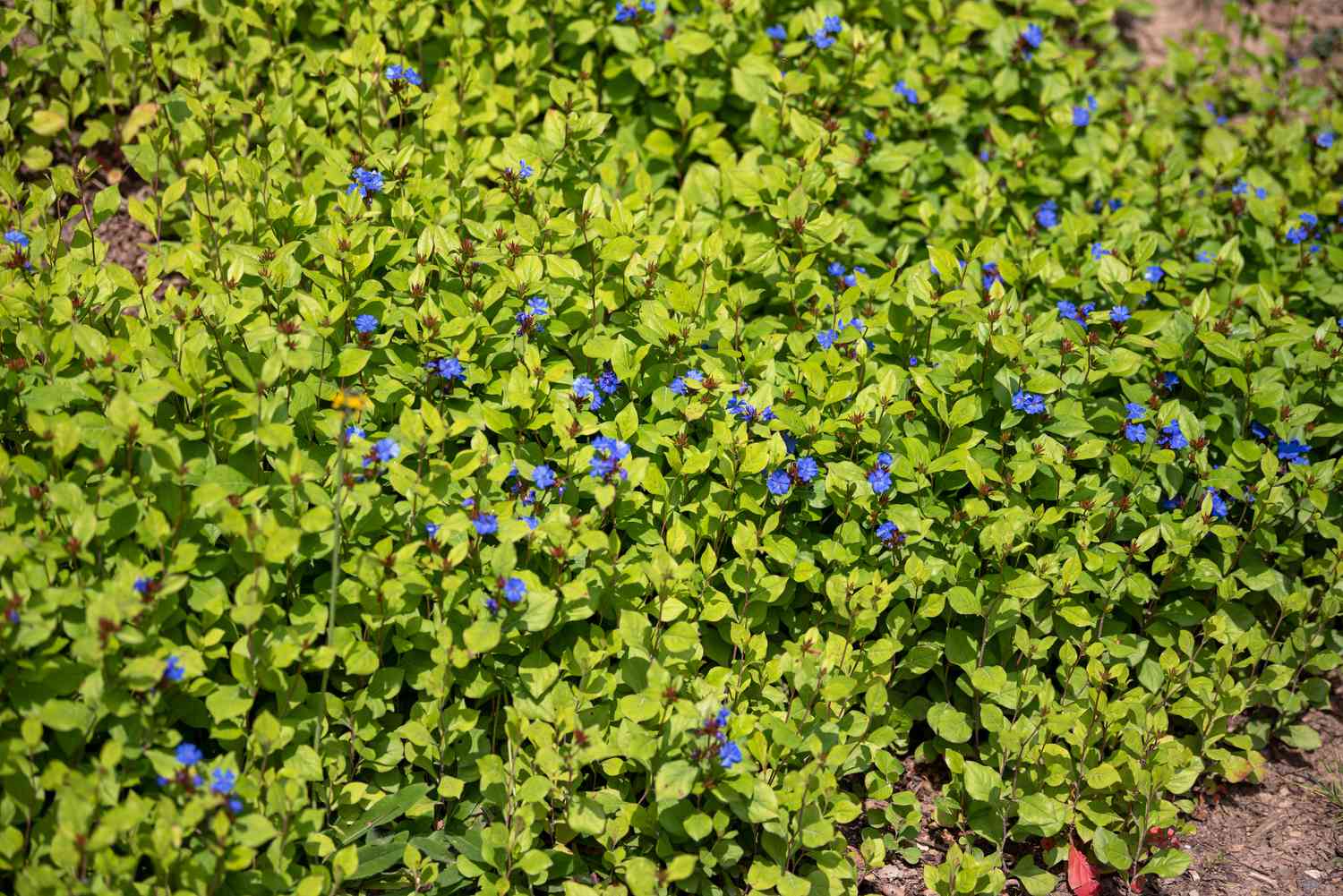 Bleikrautpflanze mit dichten gelb-grünen Blättern und kleinen blauen Blüten