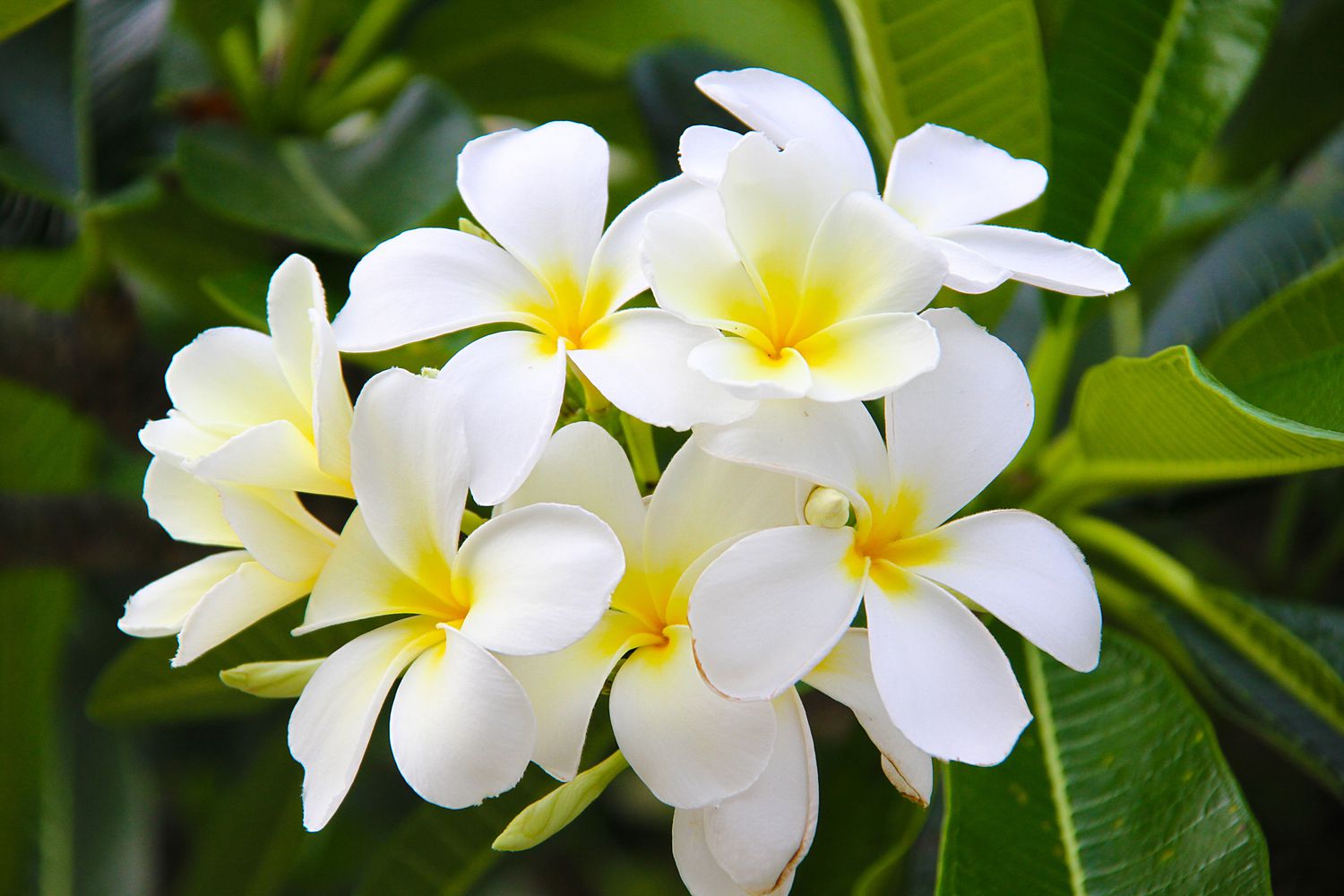 Tahitian gardenia (Gardenia taitensis) 