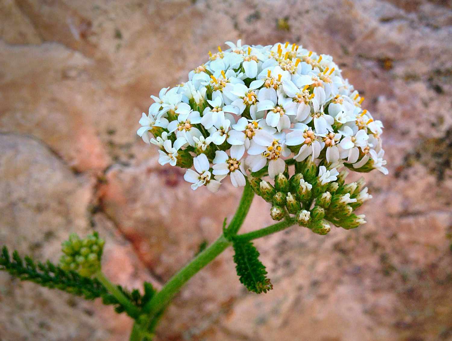 candytuft growing against rocks