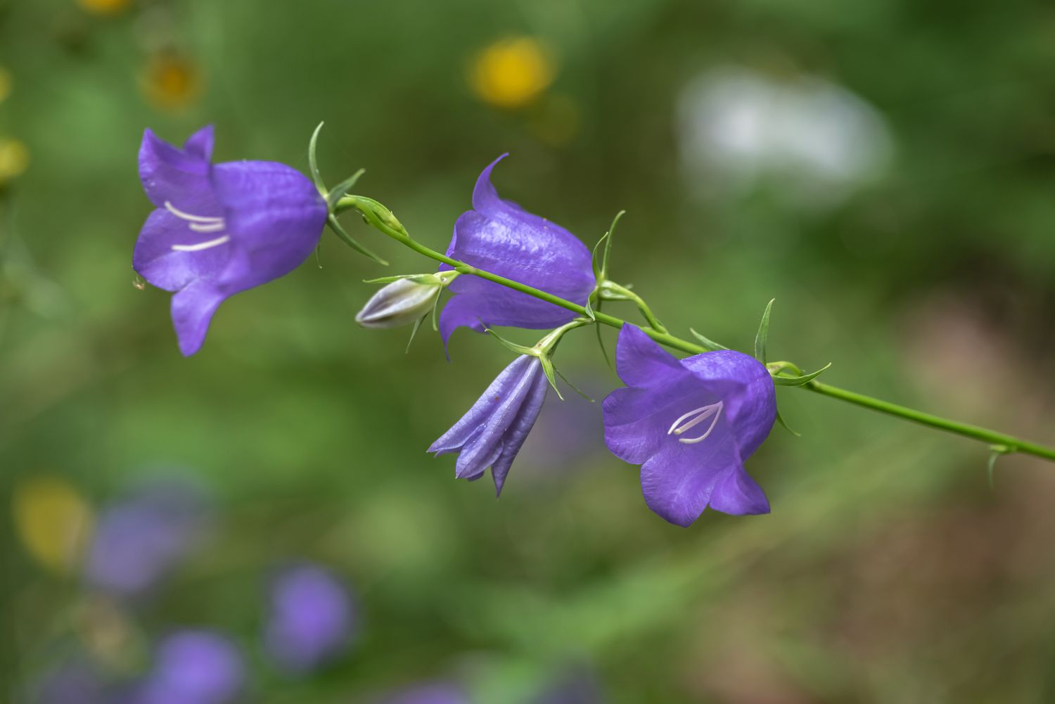 Hasenglöckchenpflanze mit violetten glockenförmigen Blüten an dünnem Stiel