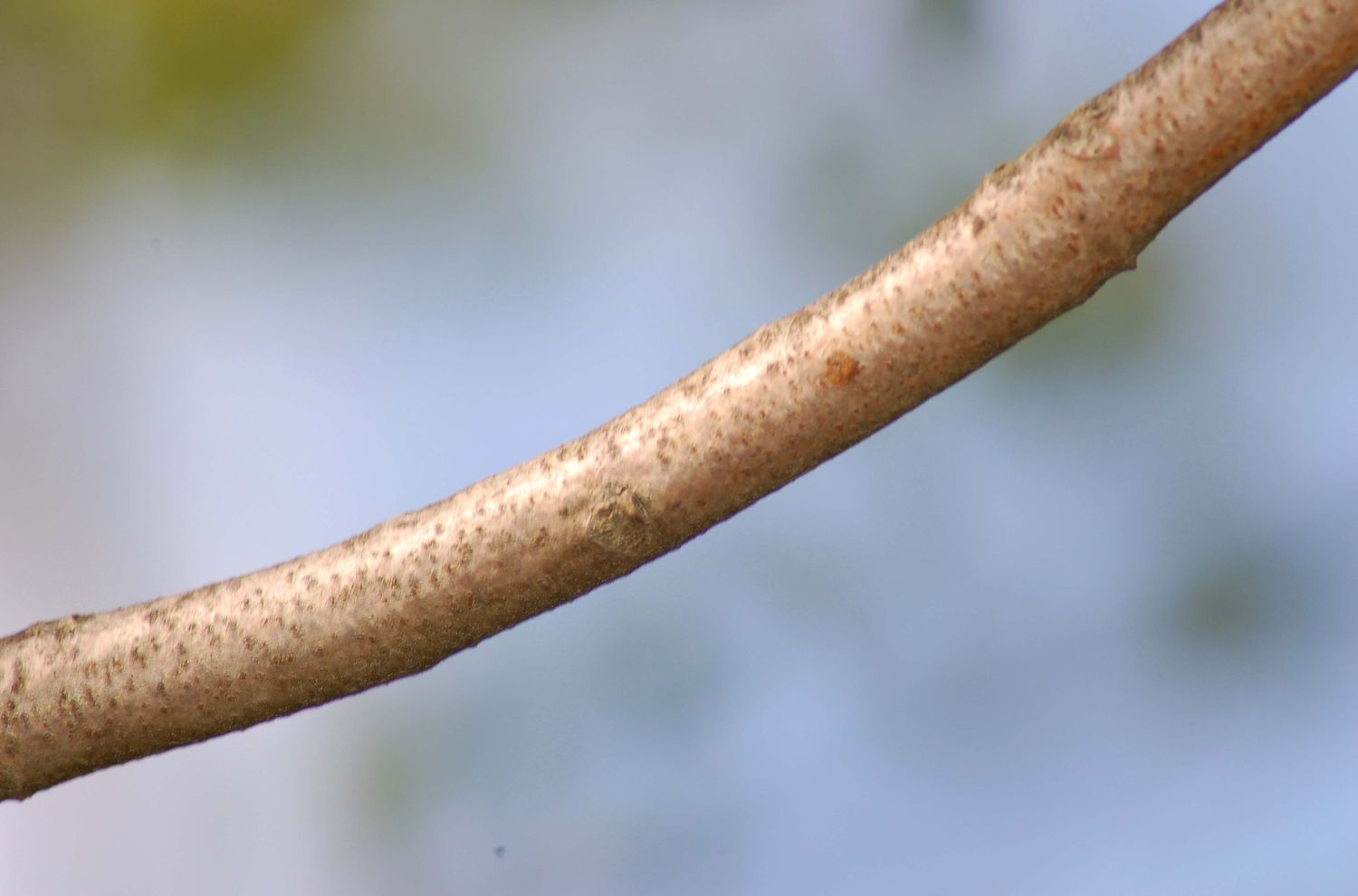 Close-up da nova casca de sumagre venenoso.