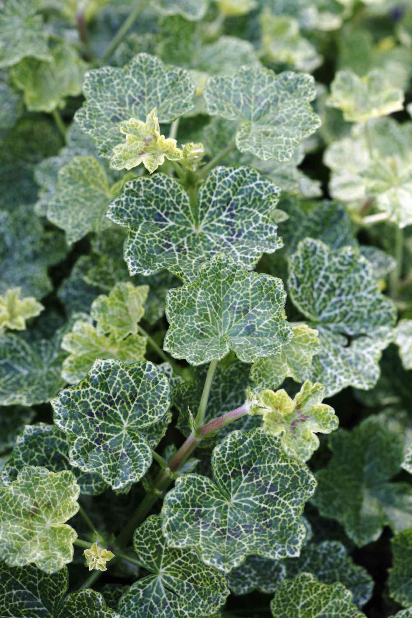  'Crocodile' Ivy Geranium