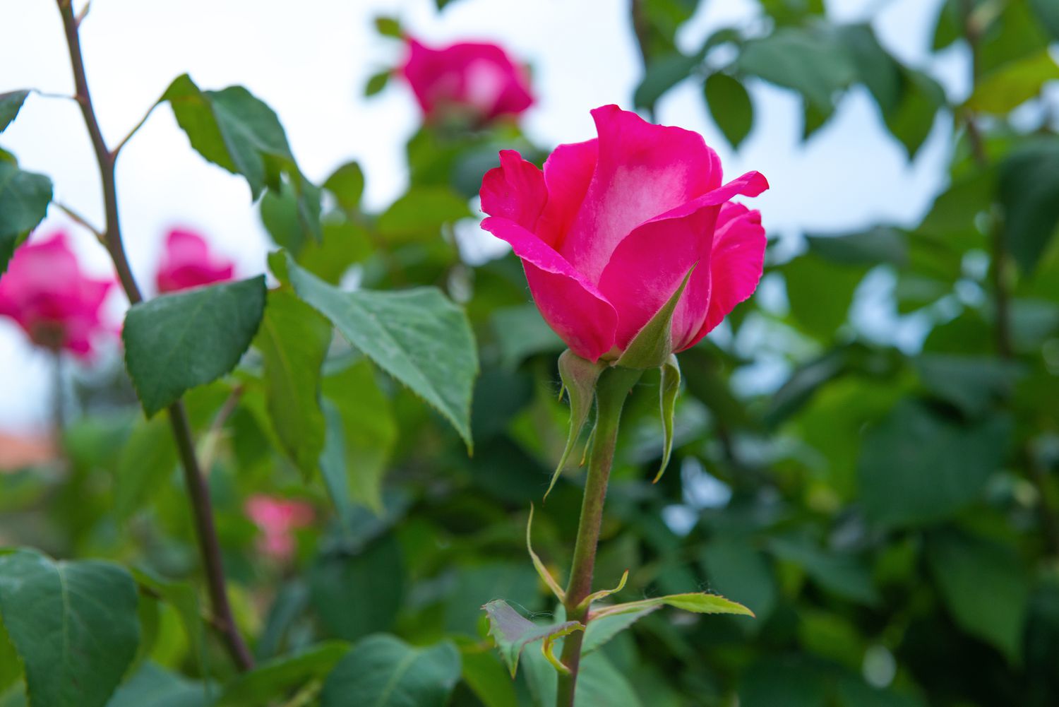 Rosas rosa brilhante crescendo em um arbusto