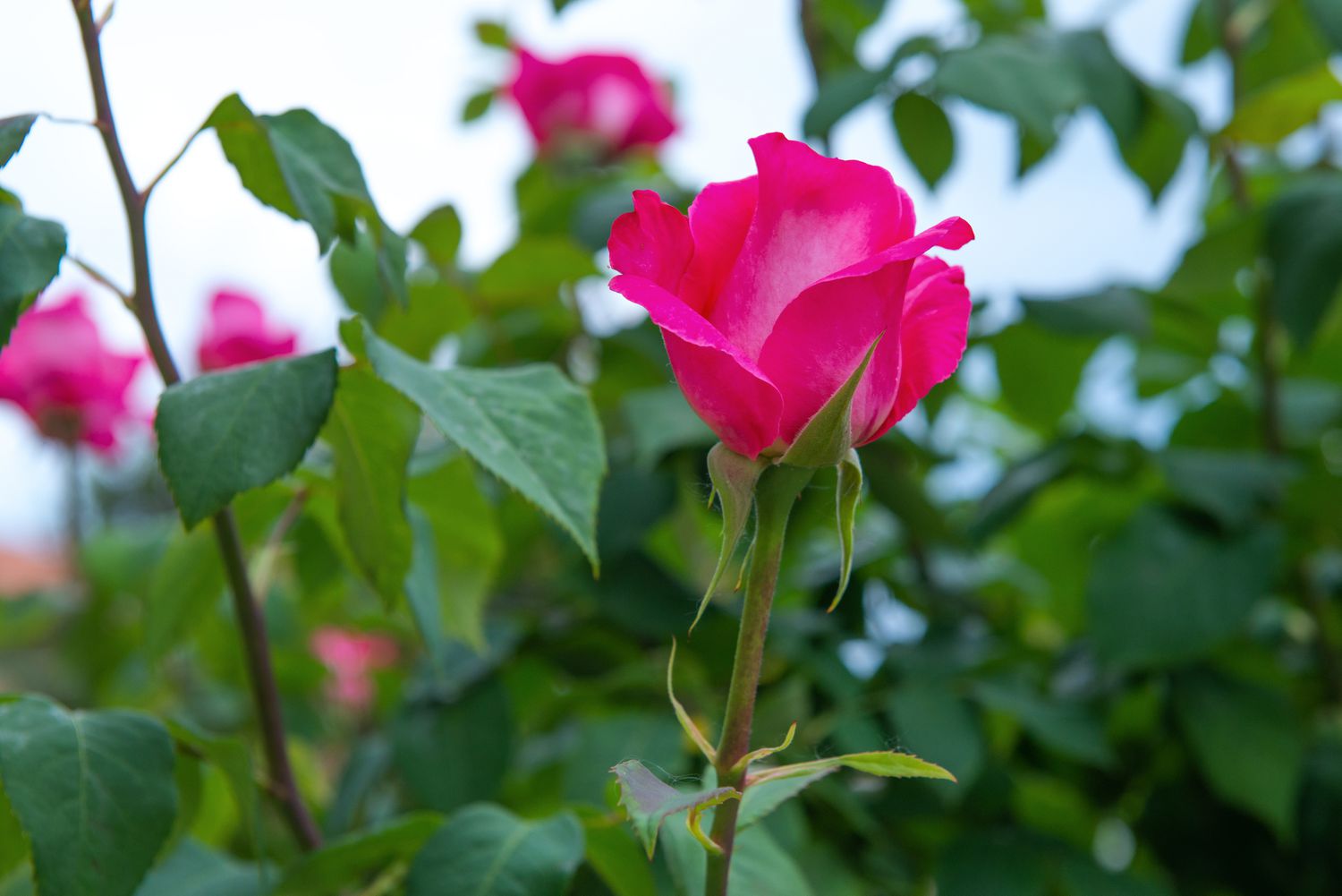 Bright pink roses growing on shrub 