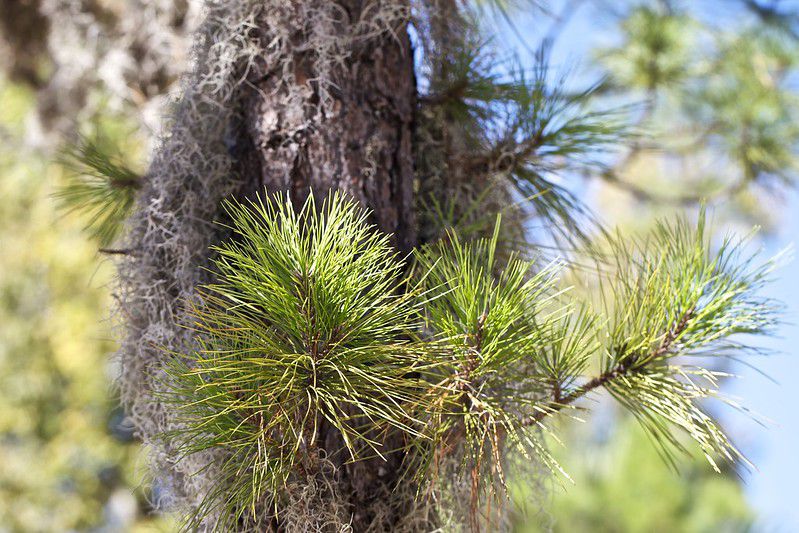 Cómo cultivar y cuidar el pino de estanque