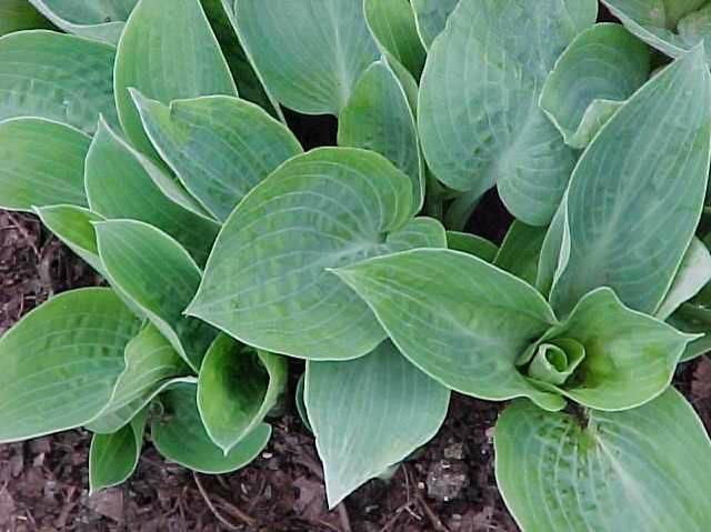 'Blue Moon' hosta mit bläulich-grünen Blättern