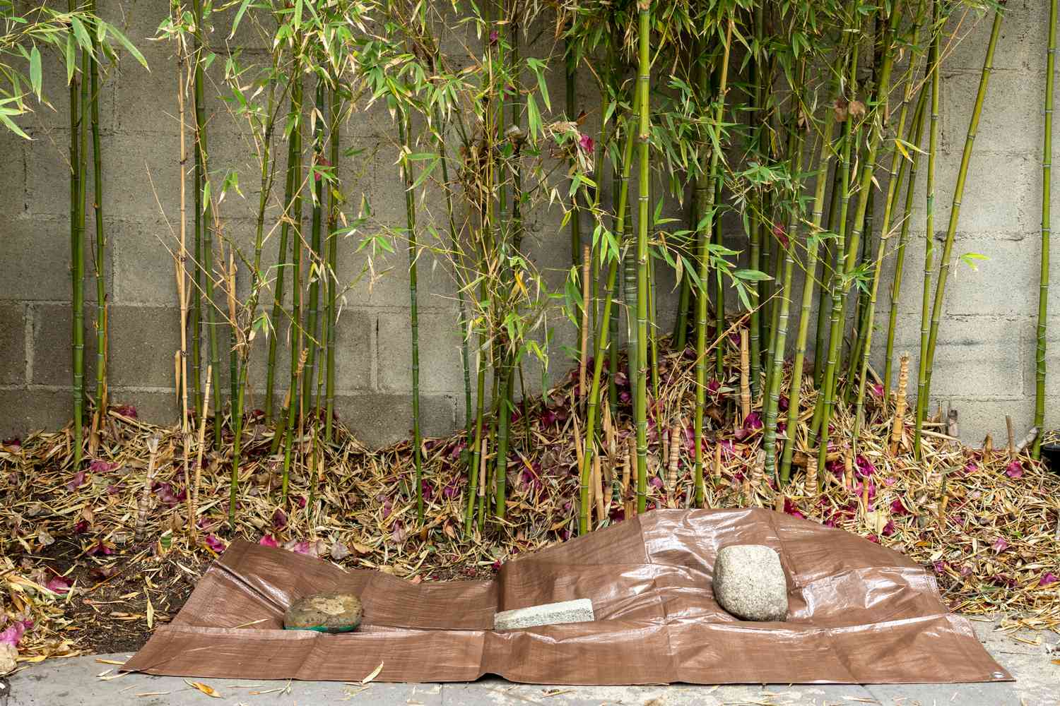 Tarp laid out in front of bamboo plants in yard