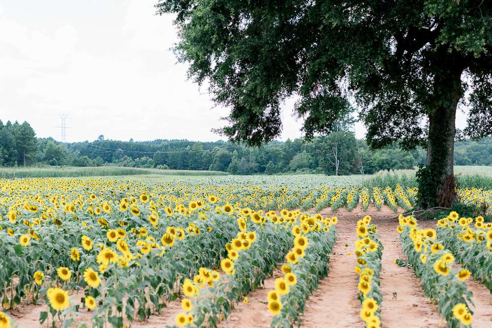 rows of sunflowers