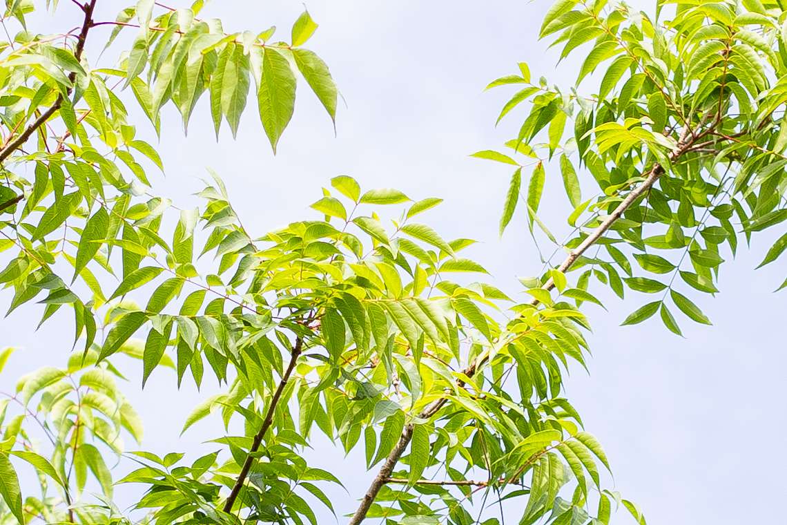 Chinesische Pistazienbaumzweige mit spitzen Blättern in Nahaufnahme
