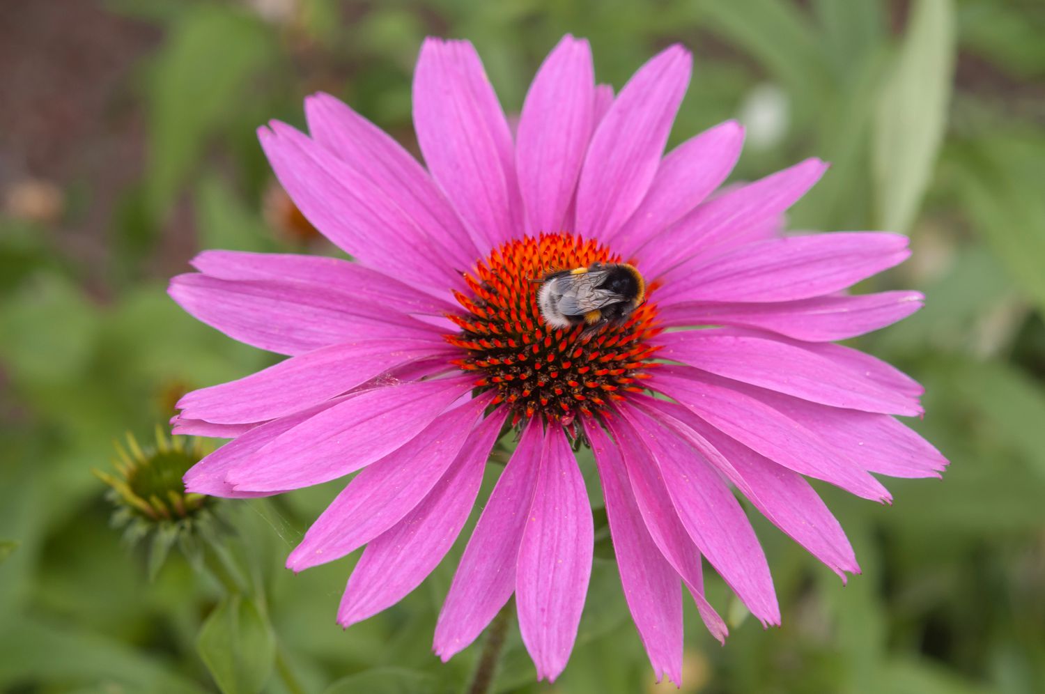 Coneflora rosa con abeja en jardín de flores silvestres