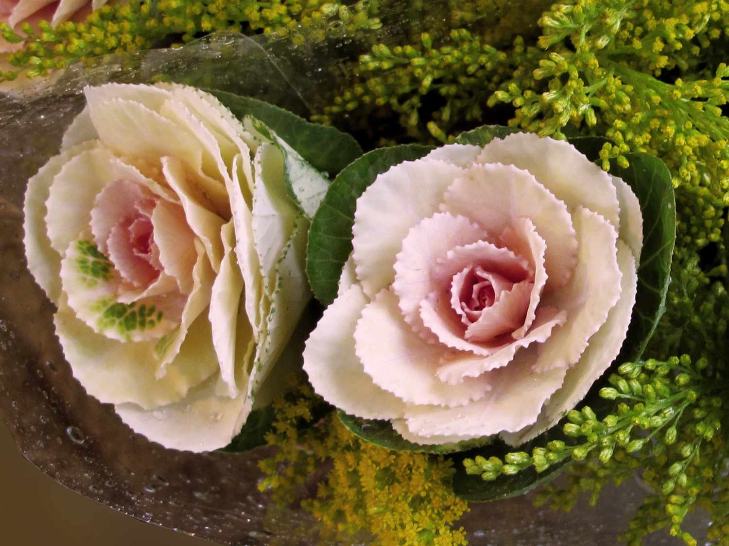 'Tokyo White' ornamental cabbage with cream centers