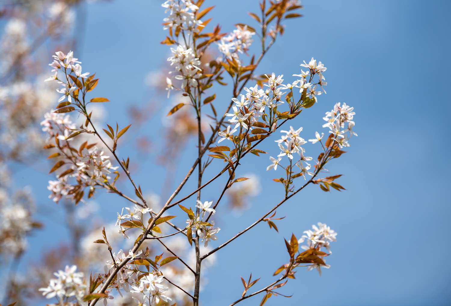 Serviceberry tree with bare branches with tiny white flowers and tiny brown leaves