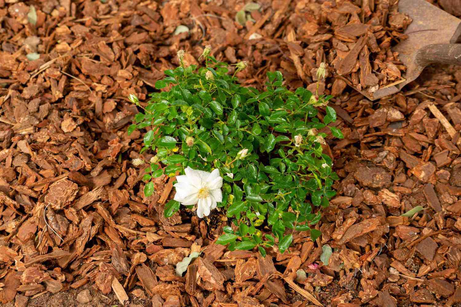 Mulch um eine Rosenpflanze