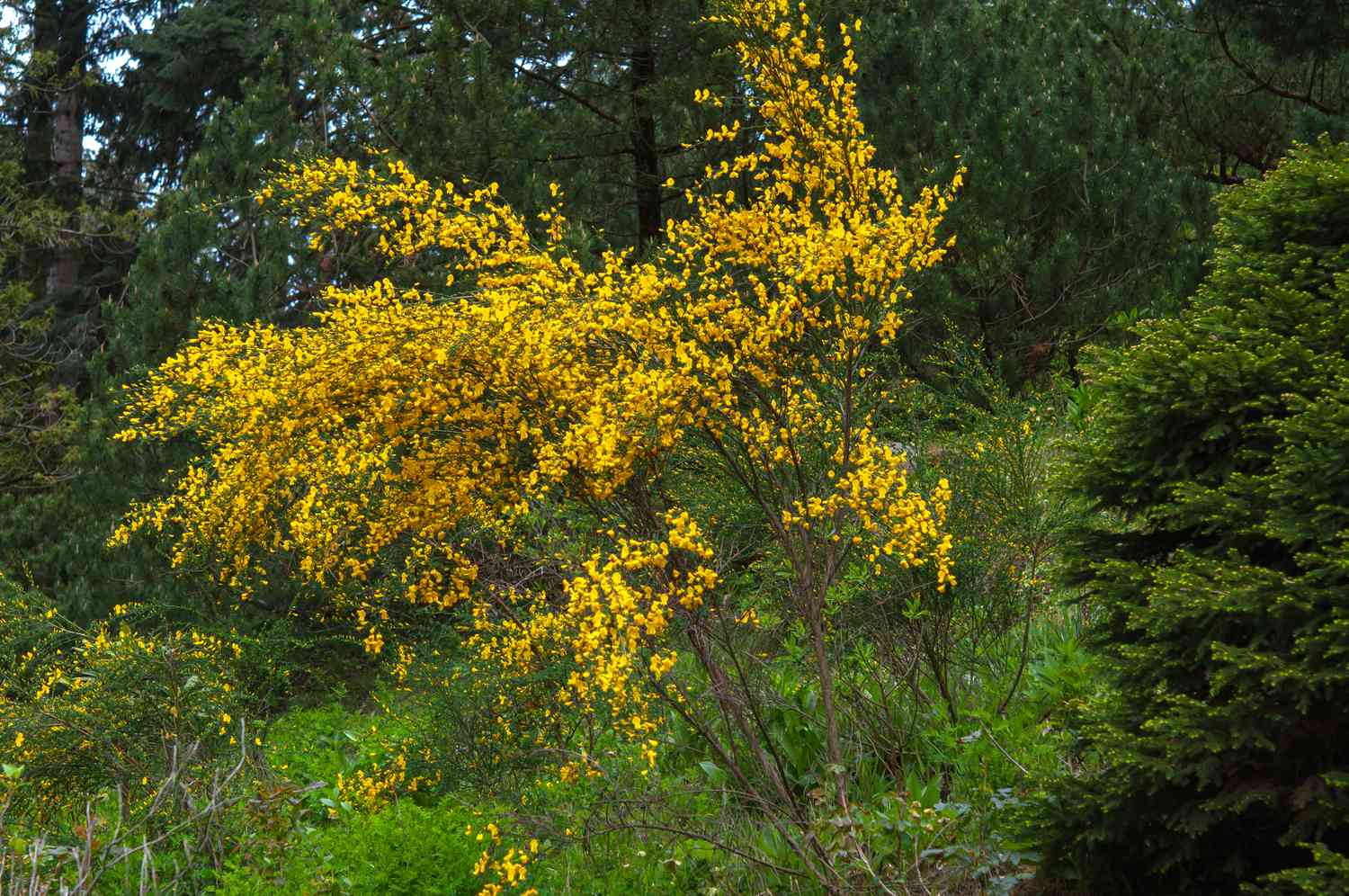 Comment cultiver et prendre soin des plantes de genêt