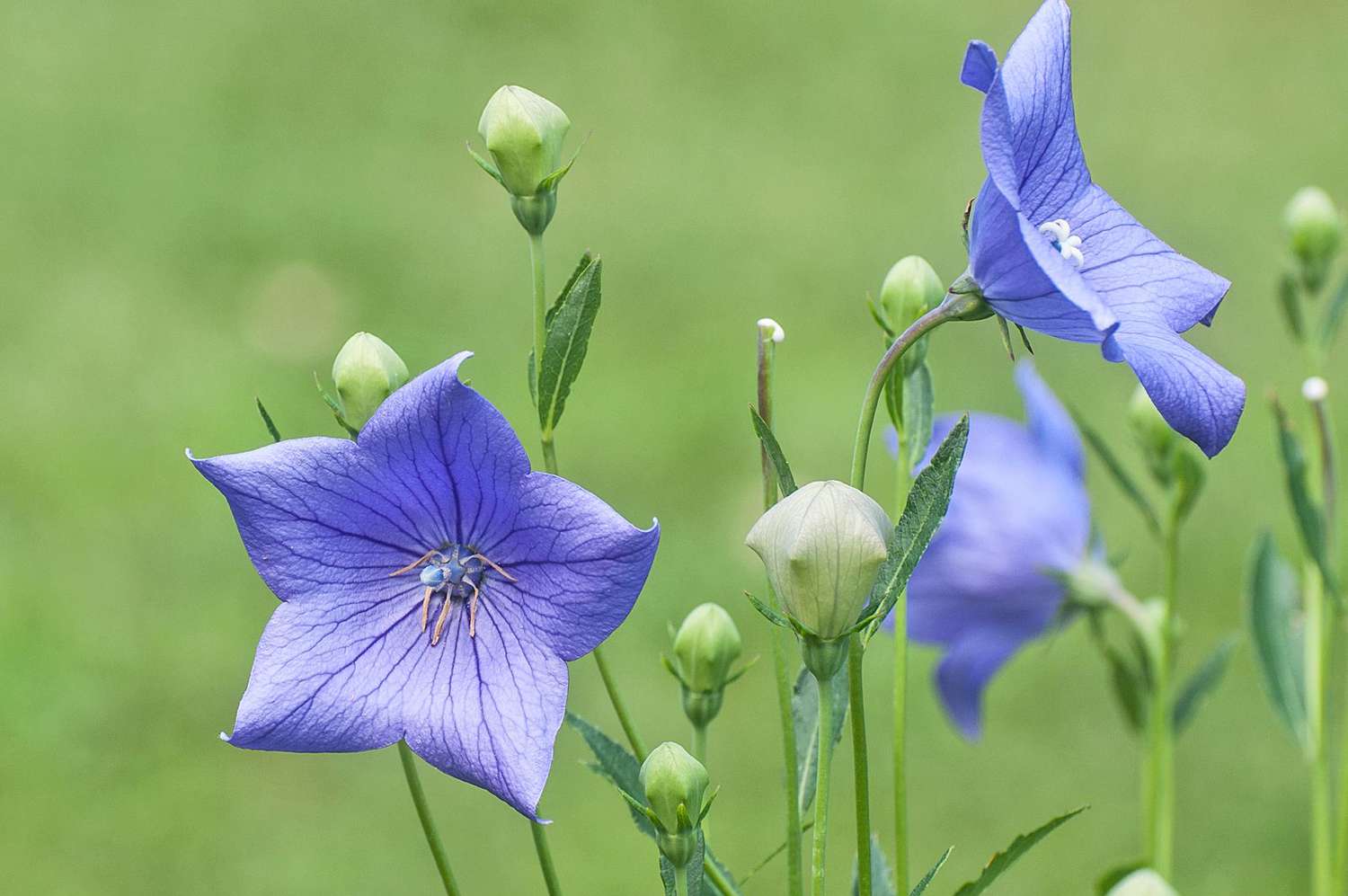 Balloon Flowers