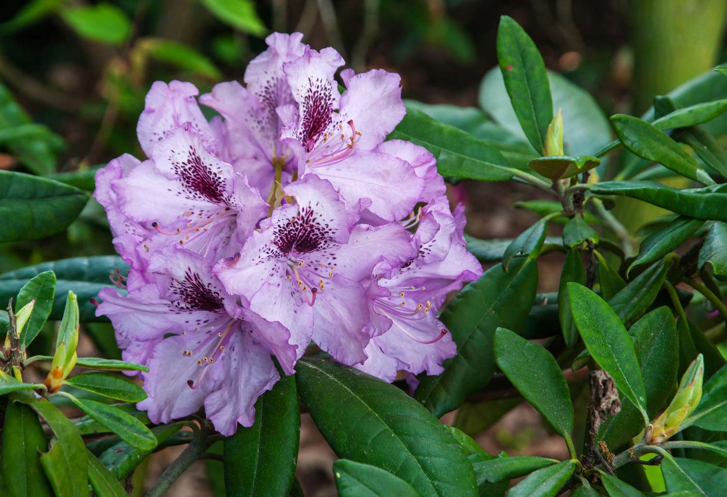 Rododendro 'Goteborg' com flores rosa e centros manchados