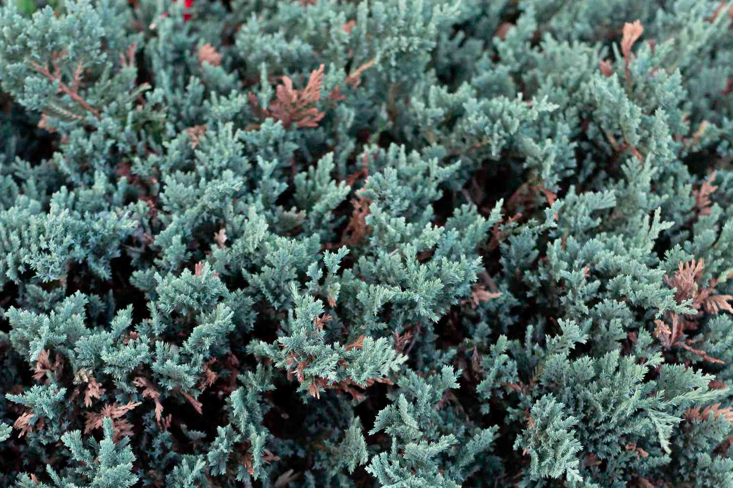 creeping juniper