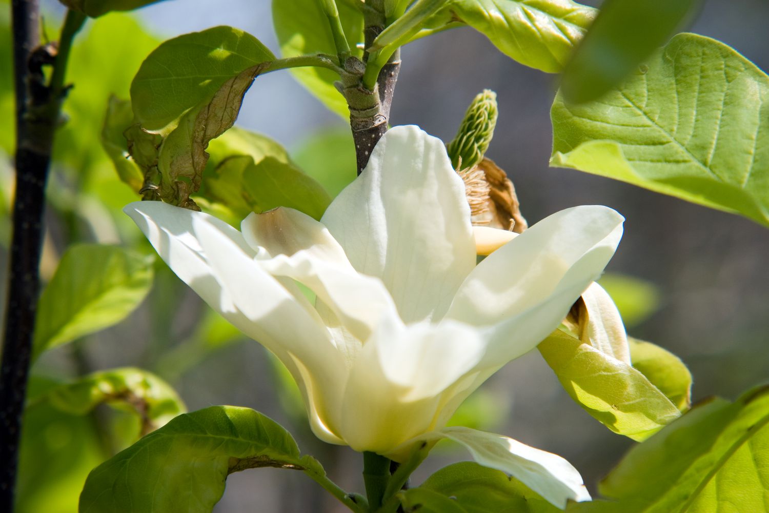 Cómo cultivar y cuidar la Magnolia ‘Elizabeth