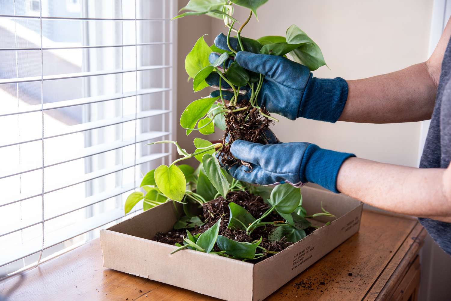 Pothos plant roots cleaned from soil in box tray