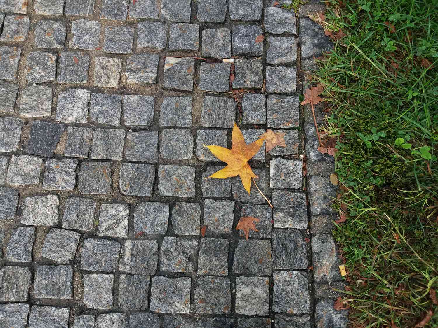 Quadratische Kopfsteinpflaster, die ein kleines Stück Boden bedecken.