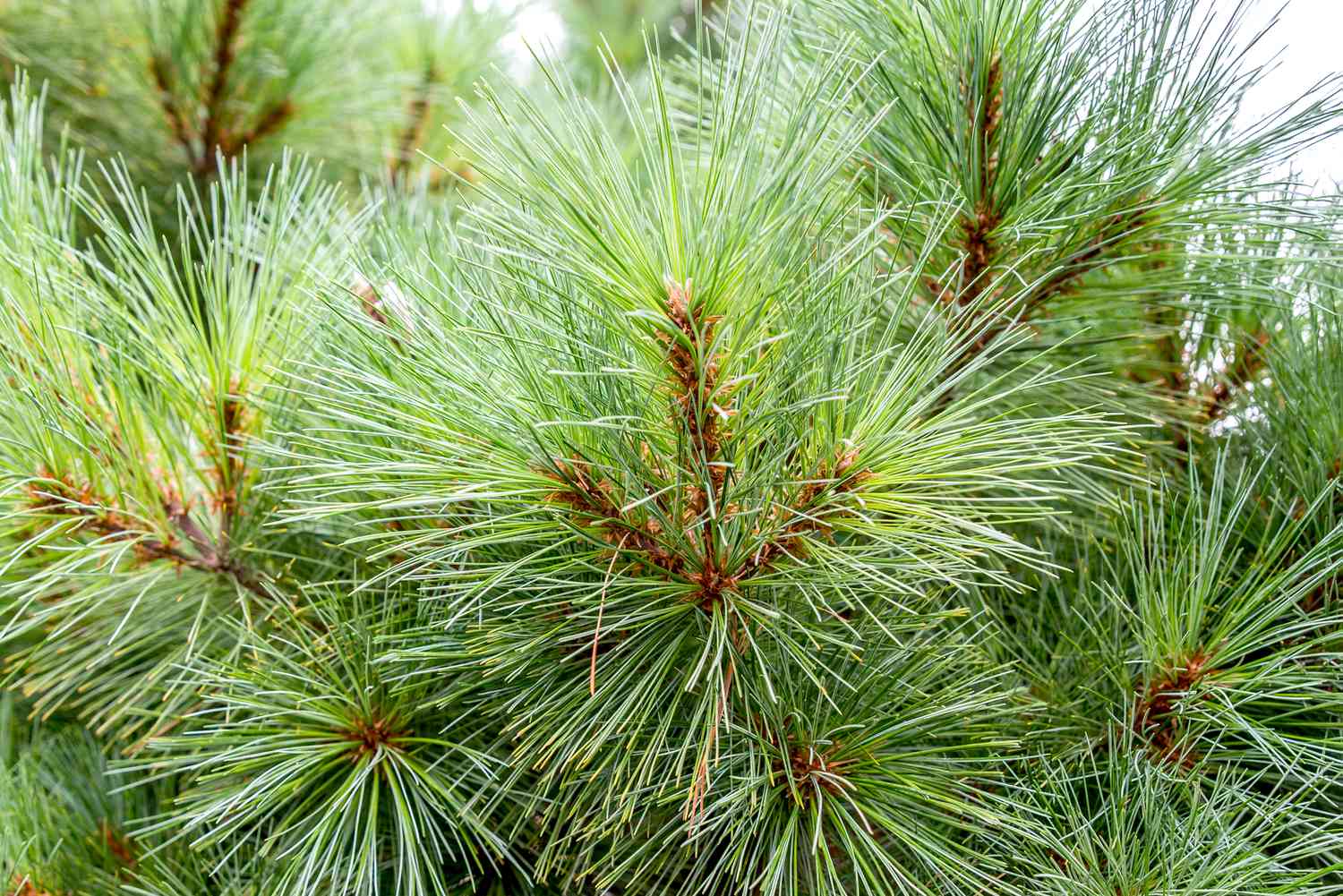 Eastern white pine