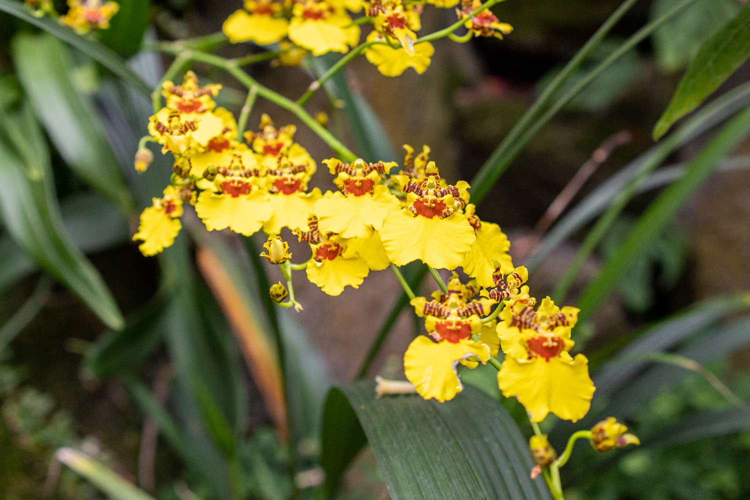 Trichocentrum orchids with bright yellow lips clustered on long stem