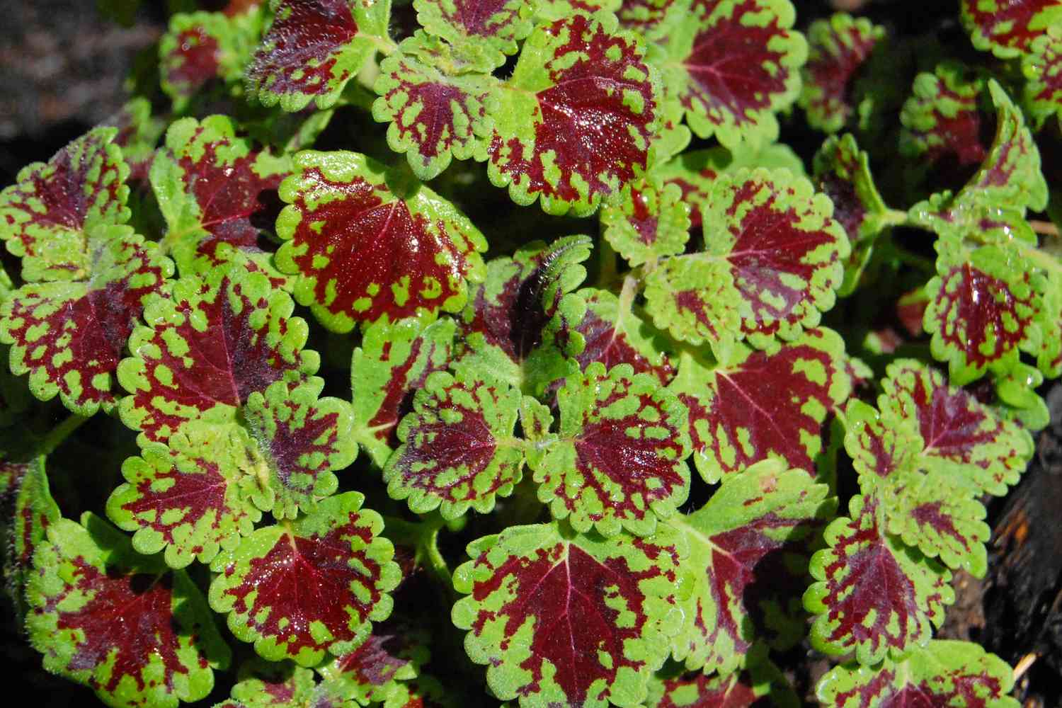 Plantas de Coleus: Guia de cuidados e cultivo