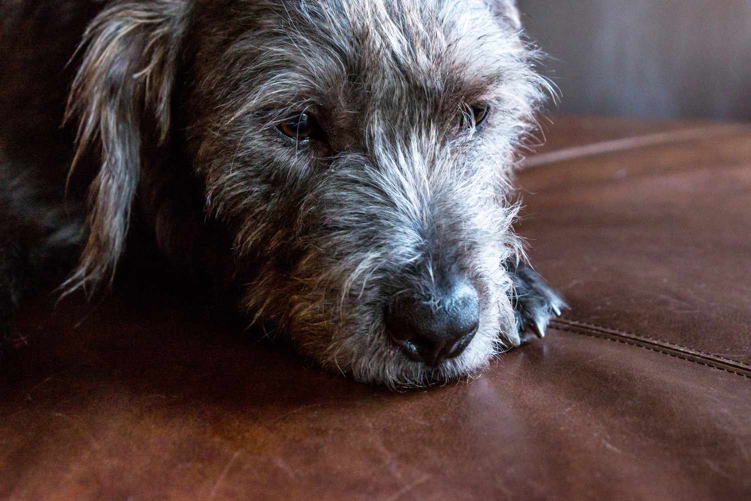 pup on a leather sofa