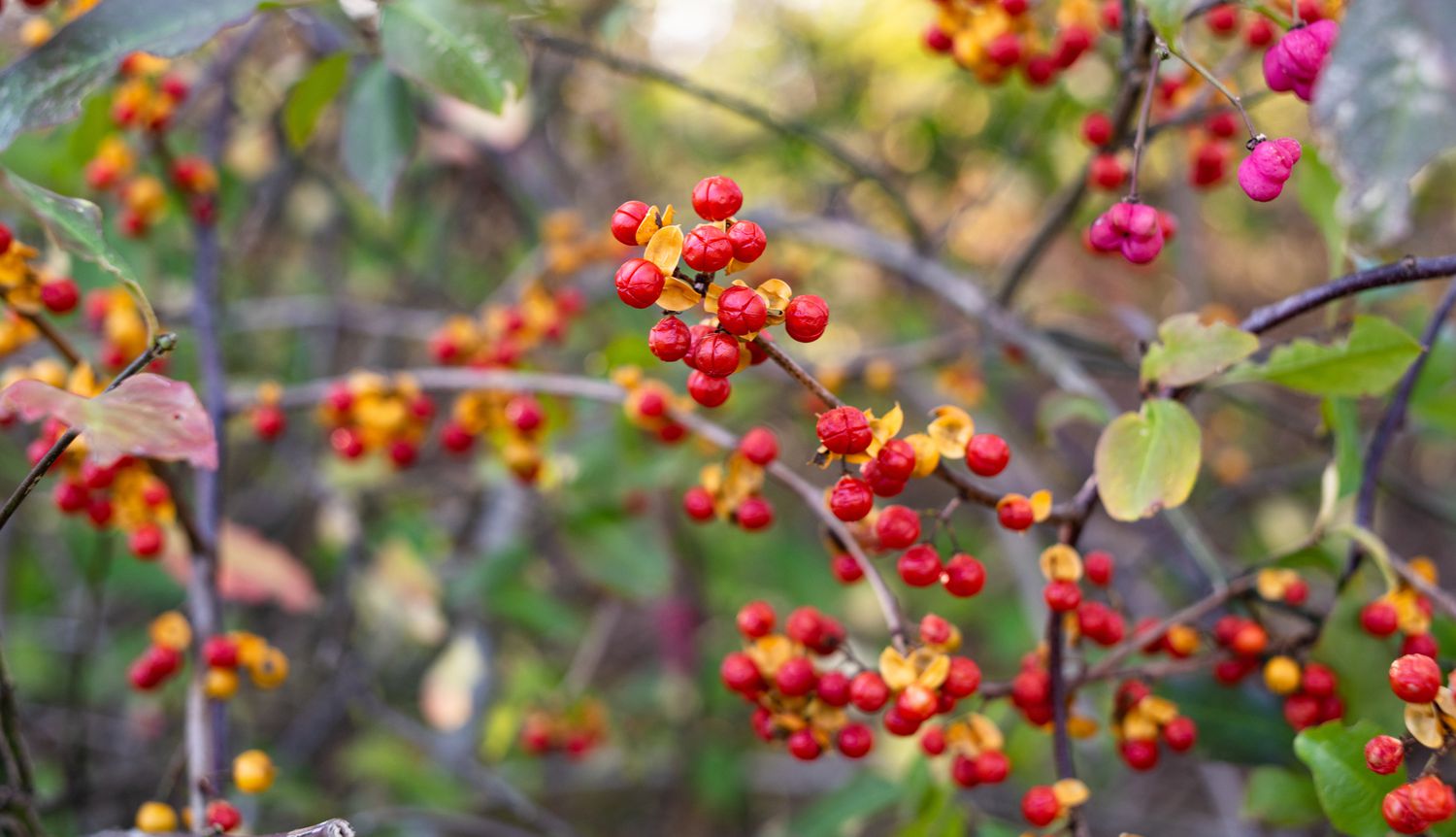 Orientalische Bittersüße Beeren