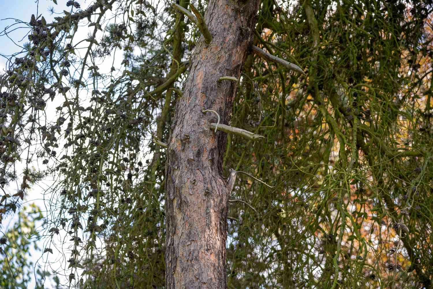 Tronco de pinheiro Jack com casca escamosa cinza e marrom e galhos caídos