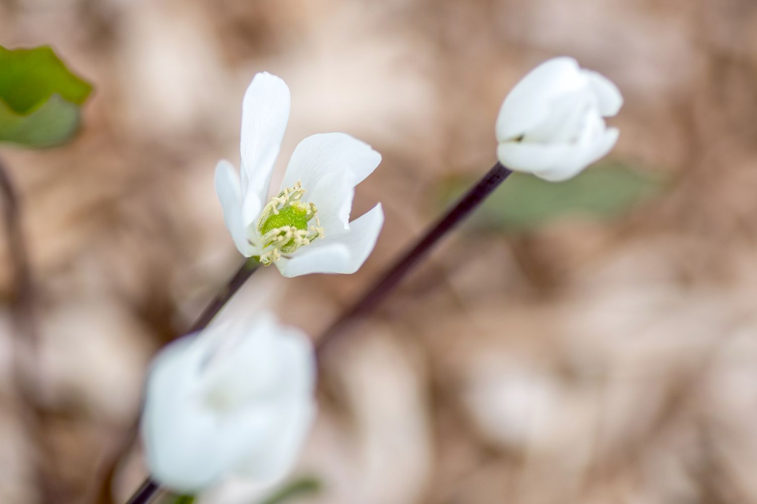 Zweiblattpflanze mit offener weißer Blüte mit Staubgefäßen im Inneren in Nahaufnahme