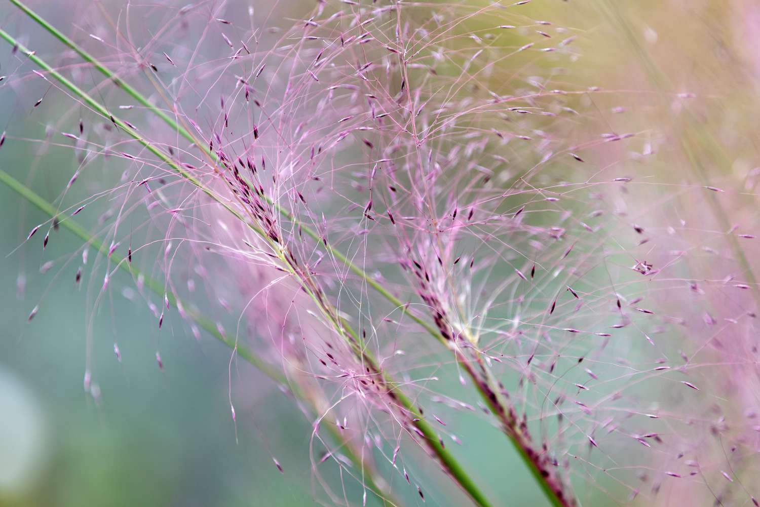 Pink muhly grass stem with tiny pink fuzzy plumes closeup