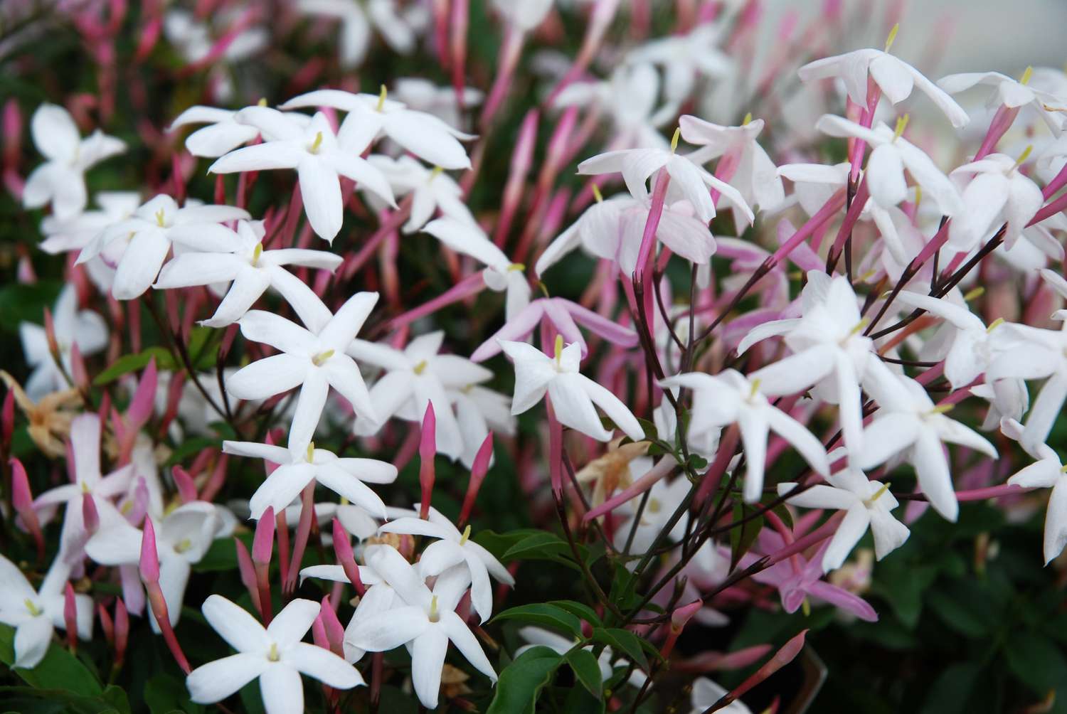 8 Plantas de casa perfumadas que têm um cheiro incrível