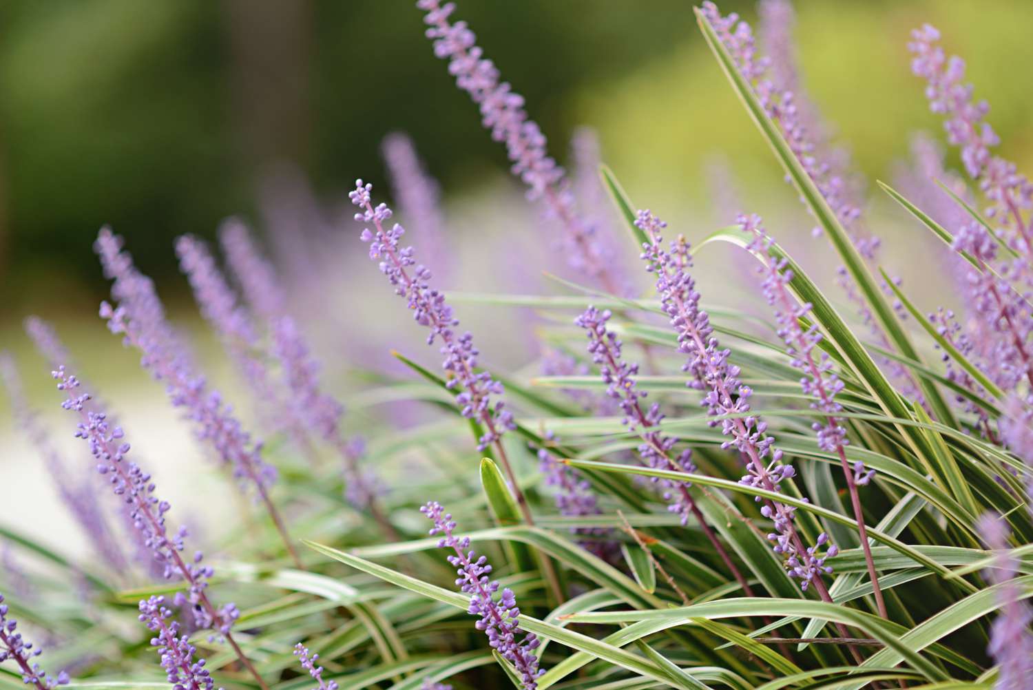 Liriope spicata ground cover in bloom and massed together.