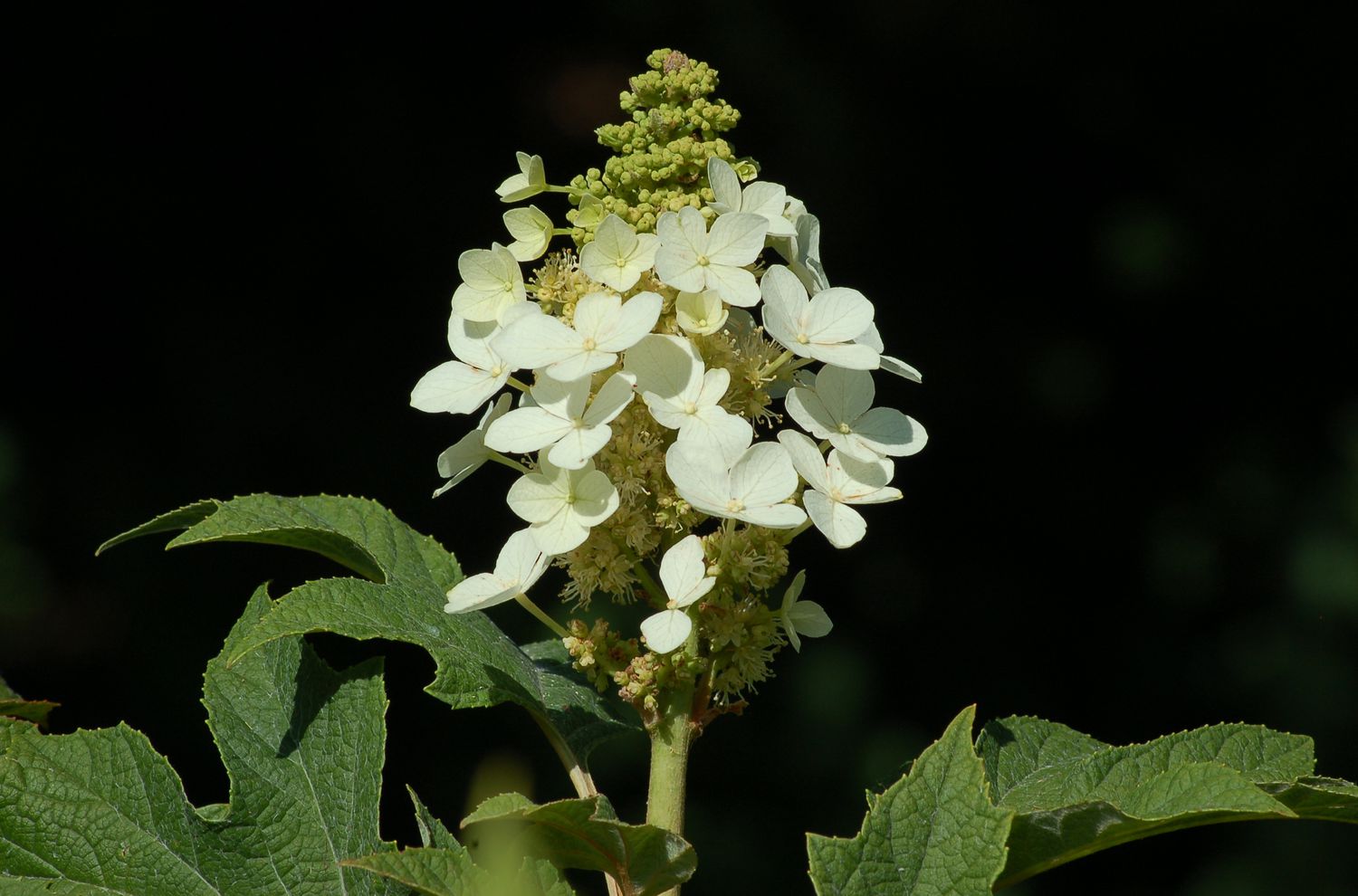 Weißer Blütenkopf des blühenden Eichenblatt-Hortensienstrauchs.