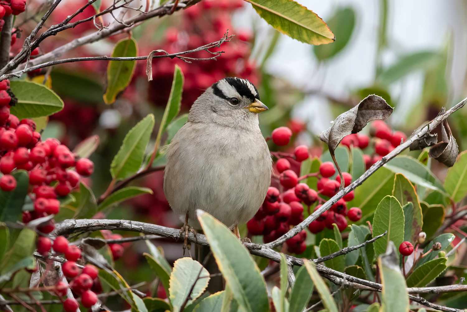 White-crowned sparrow sitting in shrub surrounded by red berries