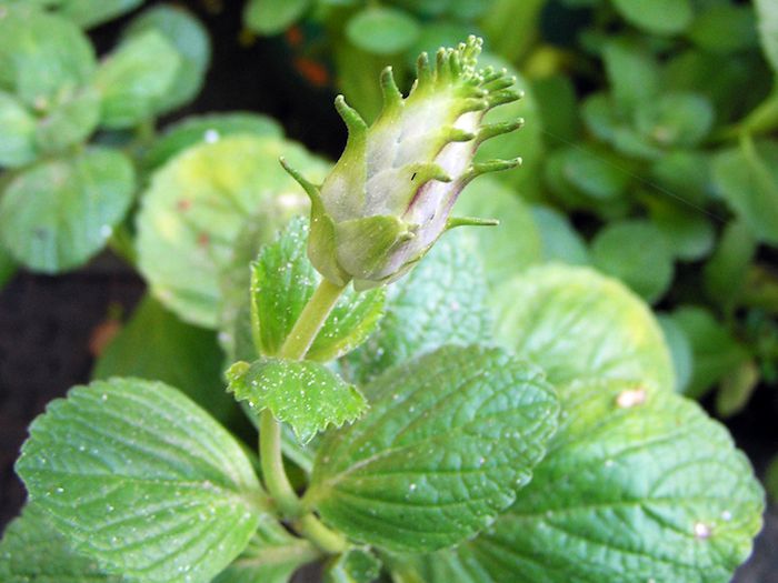 Ovale, fleischige, grüne Blätter umgeben den Stängel mit den scharfen Knospen.