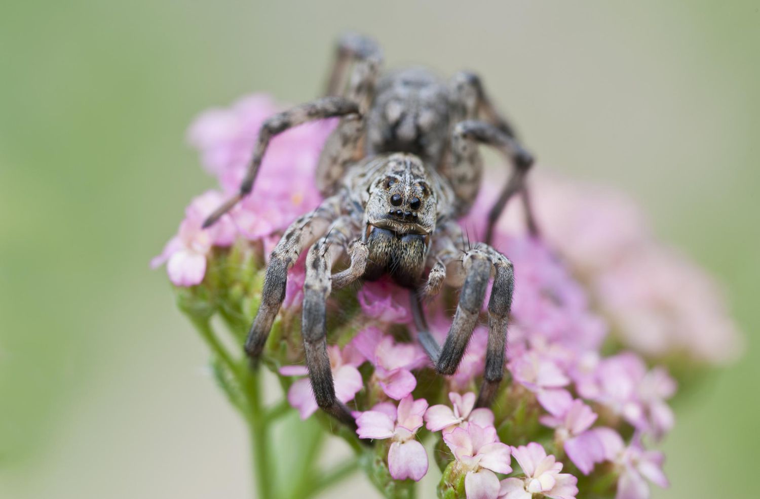 Wolfsspinne auf Blumen