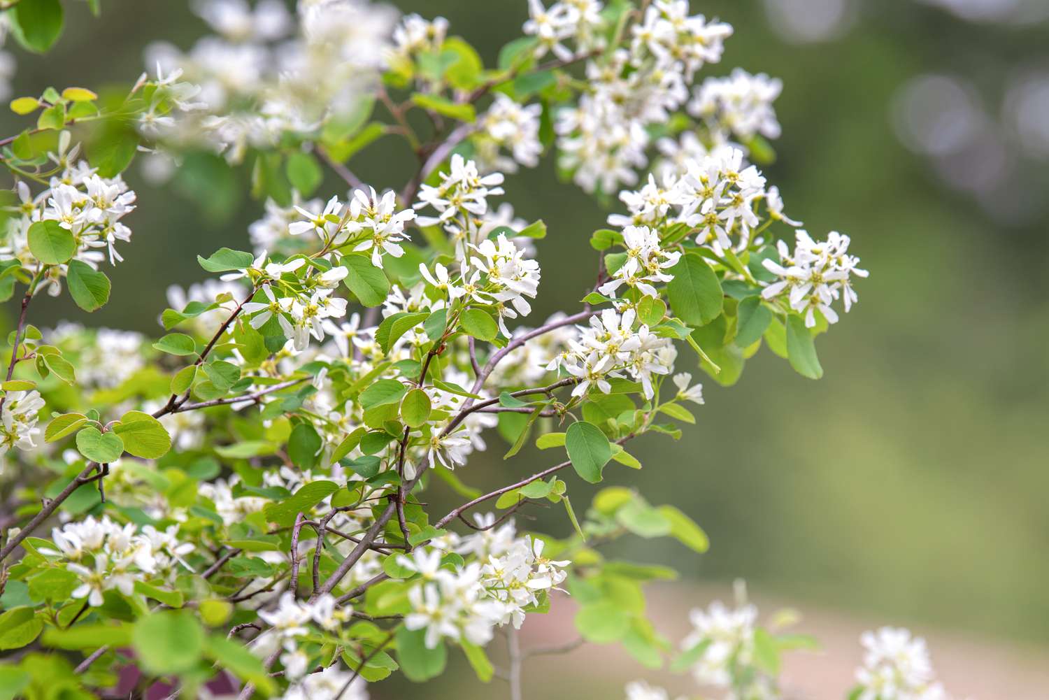 Ramos de arbustos de amieiro com pequenas flores brancas