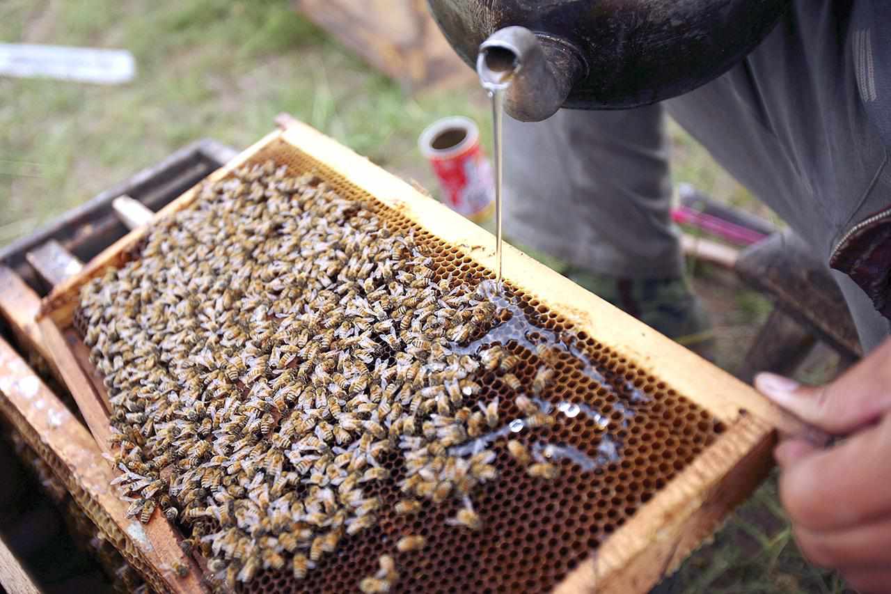 Imker füttert Bienen mit weißem Zuckerwasser an einem Bienenstand