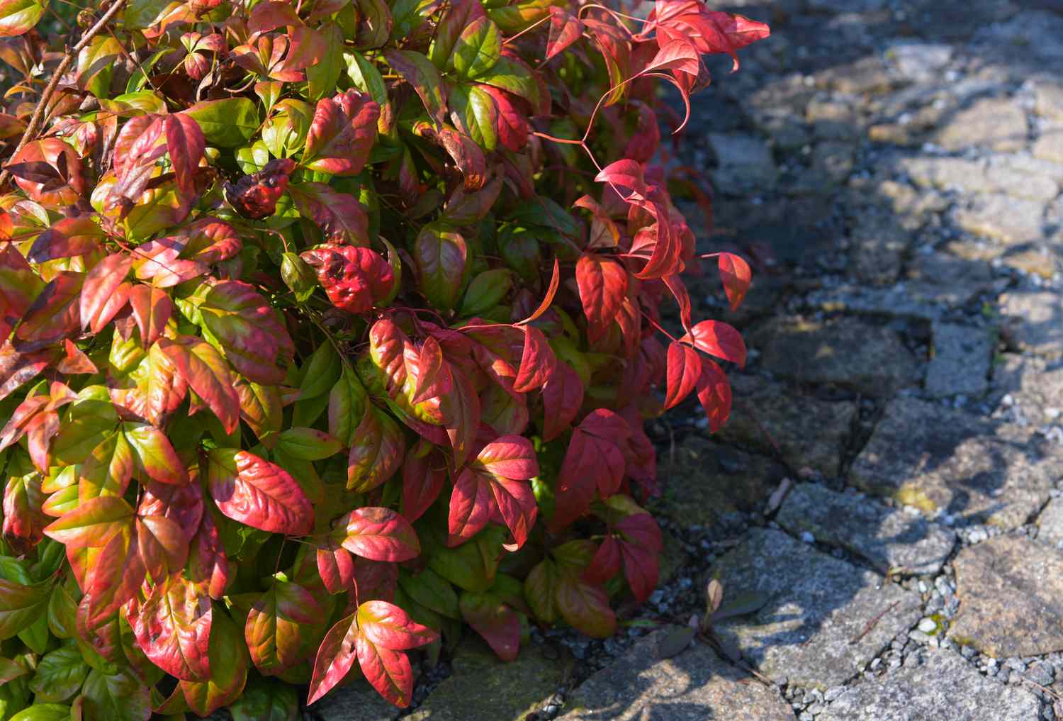 Firepower Nandina-Pflanze mit roten und grünen Blättern neben einem Kiesweg