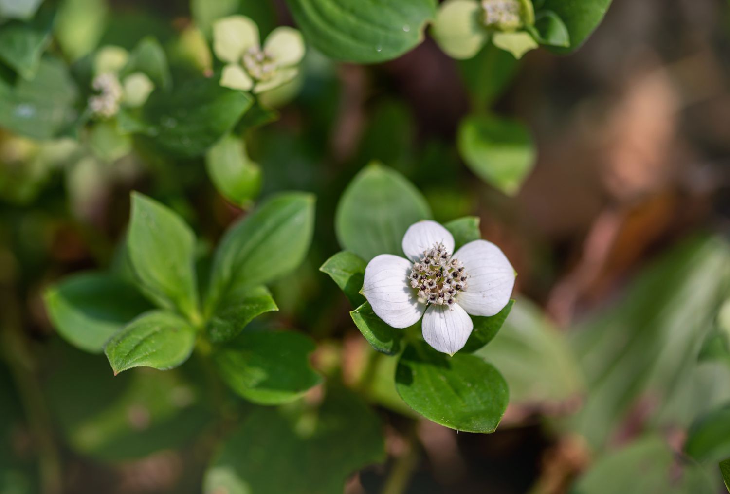 Strauchbeerpflanze mit kleiner weißer, vierblättriger Blüte, umgeben von Blättern