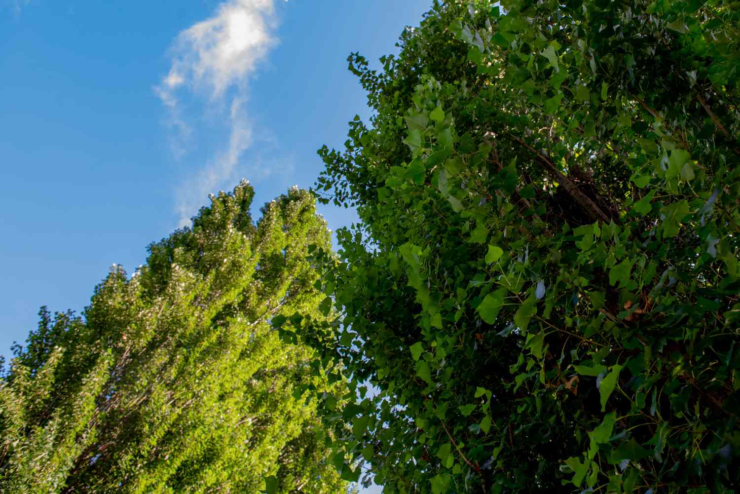 Lombardische Pappelbäume vor blauem Himmel mit von unten nach oben wachsenden Ästen